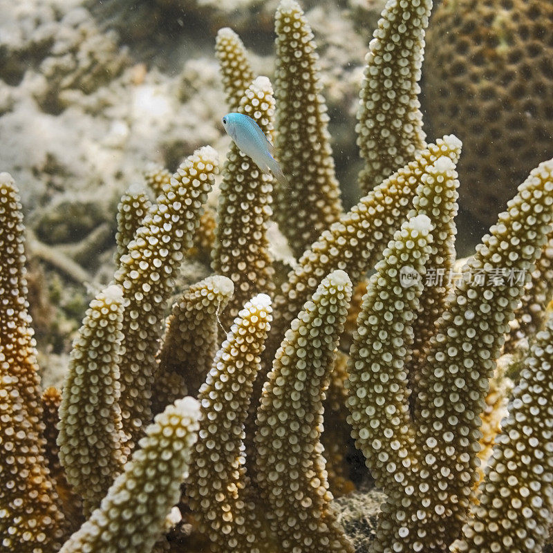 Chrysiptera Cyanea和Acropora Cervicornis，马尔代夫